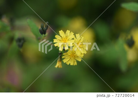 ヤクシソウ（薬師草）の花 72720014