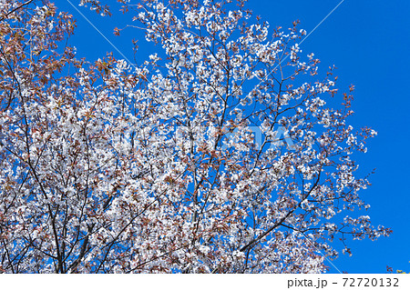 青空を背景に満開の山桜 青空を背景に満開の山桜 72720132