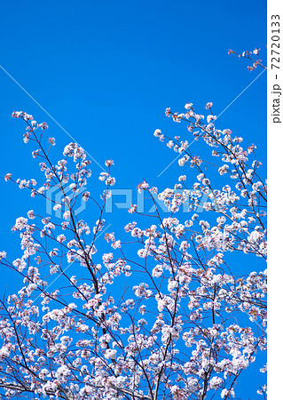 青空を背景に満開の山桜 青空を背景に満開の山桜 72720133