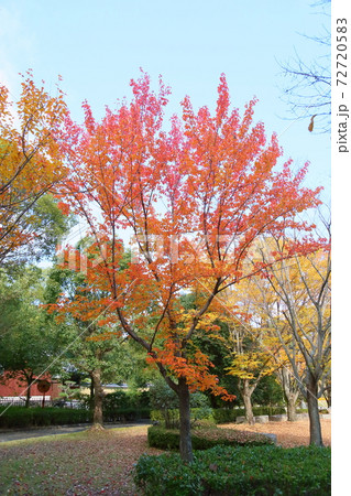 秋の公園 ハナノキ紅葉 秋の公園 ハナノキ紅葉 72720583