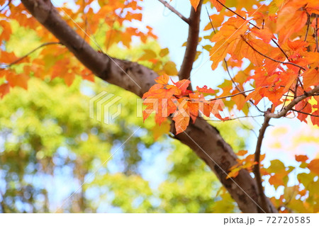 ハナノキ紅葉 72720585