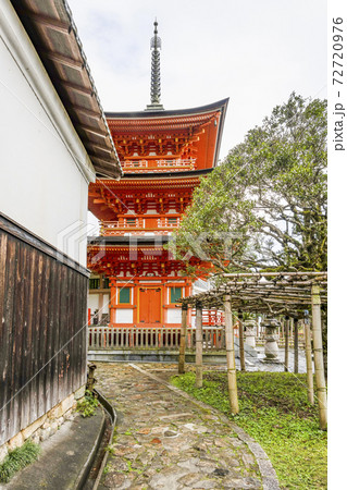 竹生島宝厳寺　三重塔ともちの木 72720976