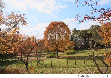 秋の公園 黄葉ケヤキの木 秋の公園 黄葉ケヤキの木 72720981