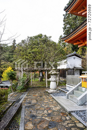 竹生島宝厳寺　もちの木 72720989