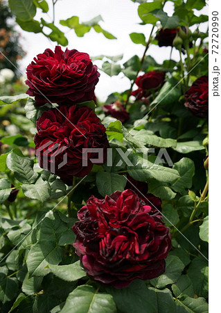 満開の赤薔薇 アストリット グレーフィン フォン ハイデンベルグ 72720990