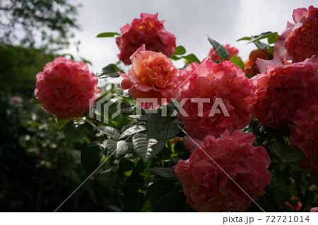 満開の薔薇 アウグスタ ルイーゼ 満開の薔薇 アウグスタ ルイーゼ 72721014
