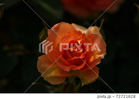 満開の薔薇 ブラスバンド 72721628