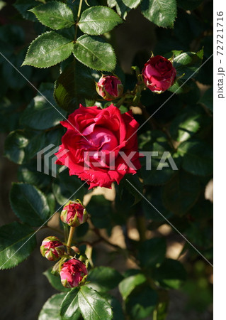 満開の赤薔薇 キャンディレッド 満開の赤薔薇 キャンディレッド 72721716