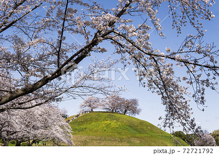 丸墓山古墳を背景にした桜 ソメイヨシノ さきたま古墳公園 埼玉県 の写真素材