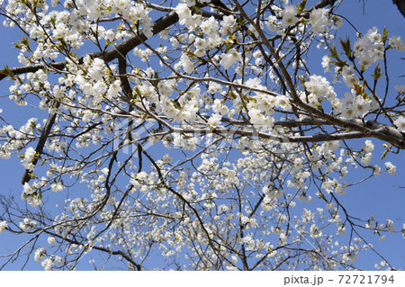 青空に白い桜 リョクガクサクラ さきたま古墳公園 埼玉県 の写真素材