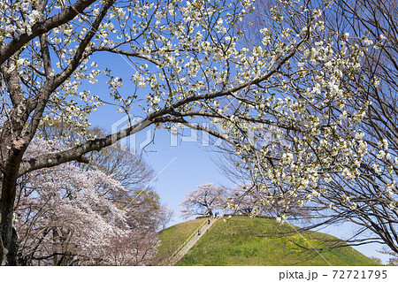 古墳を背景に白い桜 リョクガクサクラ さきたま古墳公園 埼玉県 の写真素材