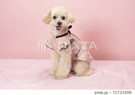 舌を出して笑うトイードル 舌を出して笑うトイードル 72722006