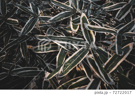 クマザサの群生と木洩れ日　b-2 フィルム調 72722017