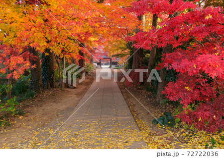 紅葉と銀杏 紅葉と銀杏 72722036