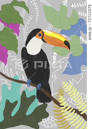 南米の鳥 オオハシ Toucanのイラスト素材