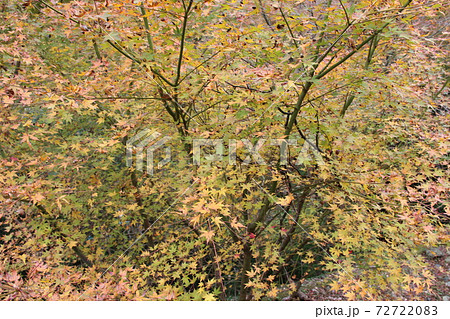 箕面の滝 箕面の滝 72722083