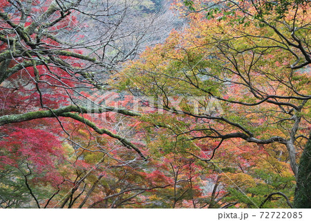 箕面の滝 箕面の滝 72722085