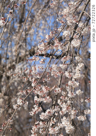 しだれ桜 72722326
