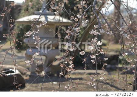しだれ桜 しだれ桜 72722327