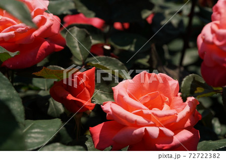 満開の薔薇 カトリーヌ ドゥヌーブ 72722382