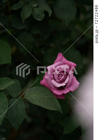 満開の薔薇 シャルルドゴールの写真素材