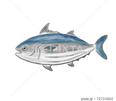 色鉛筆タッチ 鰹の手描きイラストのイラスト素材
