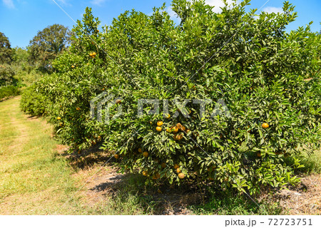 Orange fruit on the orange tree in the summer garden. 72723751