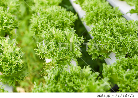 Hydroponic lettuce growing in garden hydroponic farm lettuce salad organic for health food, Greenhouse vegetable on water pipe with green coral lettuce. 72723775