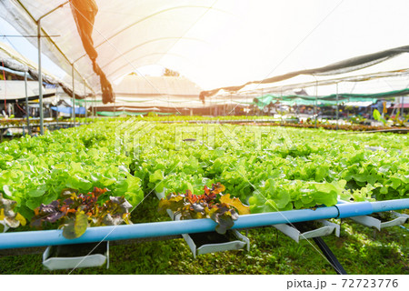 Hydroponic lettuce growing in garden hydroponic farm lettuce salad organic for health food, Greenhouse vegetable on water pipe with green oak and red oak. 72723776