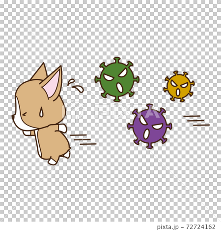 Corgi escapes from scary viruses Corgi escapes from scary viruses 72724162