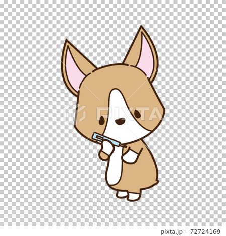 用溫度計測量溫度的柯基犬圖片 用溫度計測量溫度的柯基犬圖片 72724169