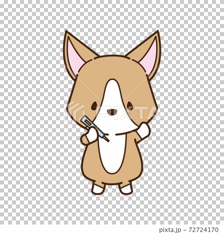 用溫度計測量溫度的柯基犬圖片 72724170