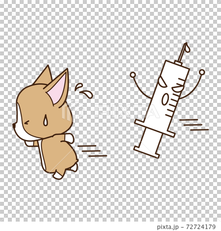 Corgi running away from a scary syringe 72724179