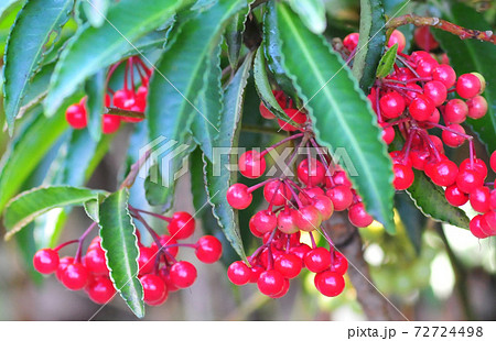 たわわに実った万両の実　　真っ赤に実った万両の実 72724498