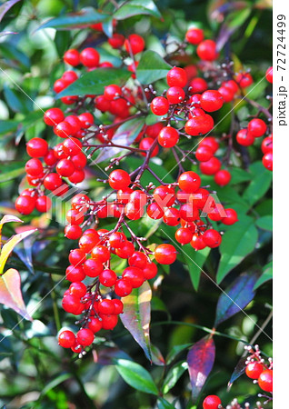 真っ赤に実った南天の実 たわわに実った南天の実の写真素材 [72724499