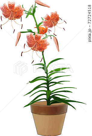オニユリの鉢植え 72724518