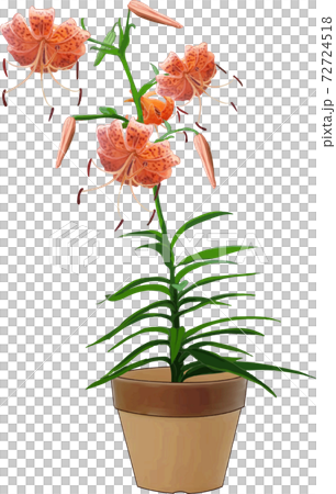 オニユリの鉢植え 72724518
