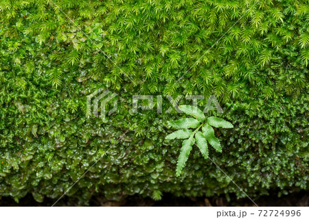 緑の苔の上のシダの葉 緑の苔の上のシダの葉 72724996