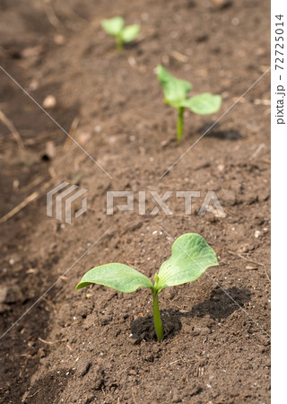 畑のカボチャの芽 畑のカボチャの芽 72725014
