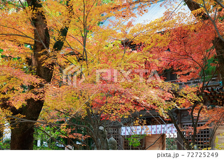 潮江天満宮の紅葉 潮江天満宮の紅葉 72725249