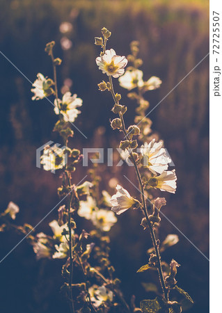 Mallow moschata species of mallow that grows in meadows and ditches of Tian Shan mountainous areas Mallow moschata species of mallow that grows in meadows and ditches of Tian Shan mountainous areas 72725507