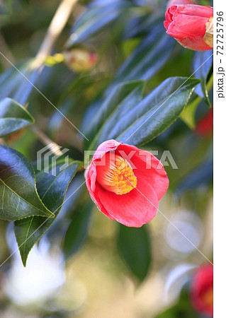 花のある風景 椿の写真素材