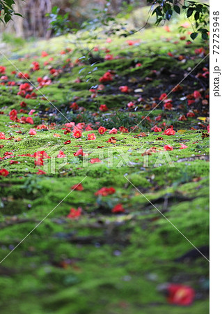花のある風景 椿の写真素材