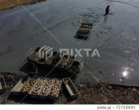 蓮根の収穫(ドローン撮影) 蓮根の収穫(ドローン撮影) 72726695