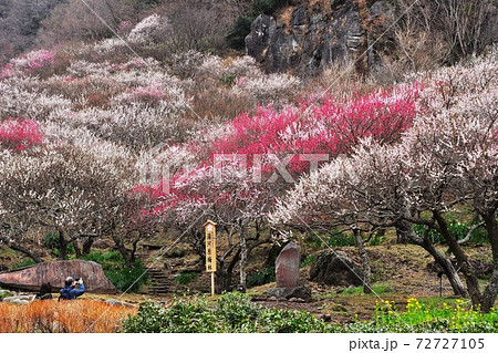 湯河原梅林（幕山公園）　満開の紅梅と白梅 72727105