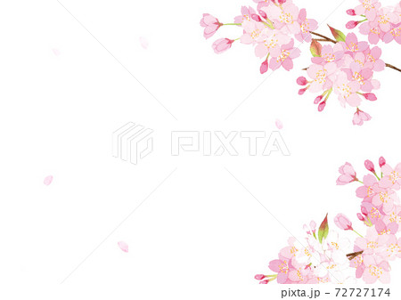桜　水彩　背景イラスト 72727174