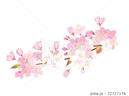 桜の枝　水彩イラスト 72727176