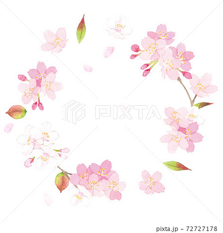桜 水彩 背景イラストのイラスト素材
