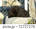 冬の柔らかい日差しで日向ぼっこする黒猫 72727276