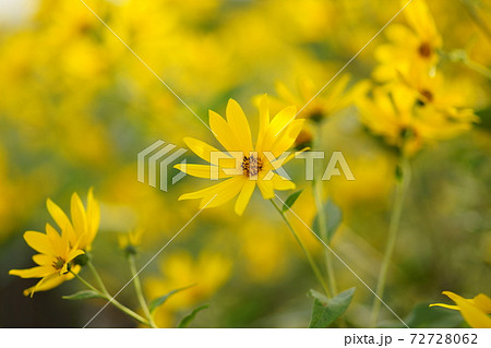 菊芋 72728062